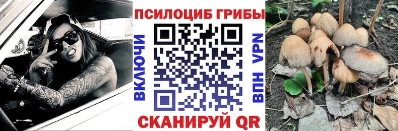 Псилоцибиновые грибы Psilocybe  Купить закладки  Екатеринбург 